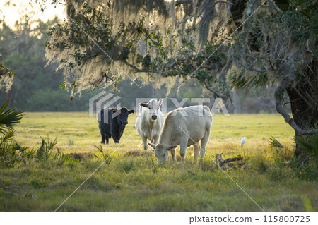 Milk cows grazing on green farm pasture on summer day. Feeding of cattle on farmland grassland 115800725