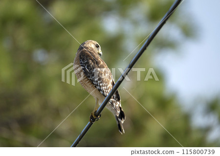 The red-shouldered hawk bird perching on electric cable looking for prey to hunt The red-shouldered hawk bird perching on electric cable looking for prey to hunt 115800739