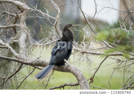 A big anhinga bird resting on tree branch in Florida wetlands 115800740