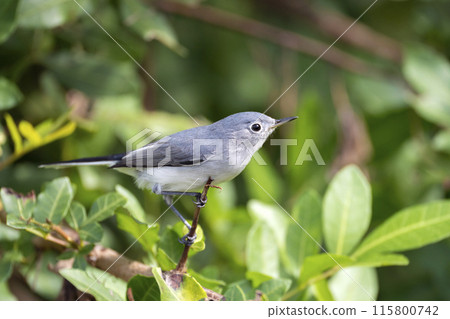 A Blue-Gray Gnatcatcher bird perched on a tree branch in summer Florida shrubs 115800742