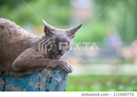 Big gray angry looking Sphinx breed stray cat resting on steet outdoors in summer Big gray angry looking Sphinx breed stray cat resting on steet outdoors in summer 115800778