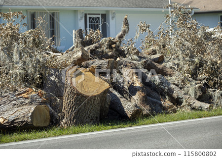 Cut down and fallen trees branches disposed in heaps on street side after hurricane severely damaged houses in Florida mobile home residential area. Consequences of natural disaster 115800802