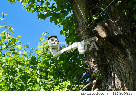 Security camera mounted on the tree branch 115800833