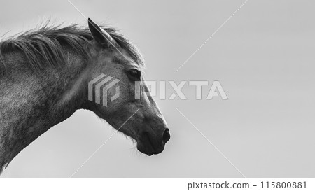 A white horse black and white portrait A white horse black and white portrait 115800881
