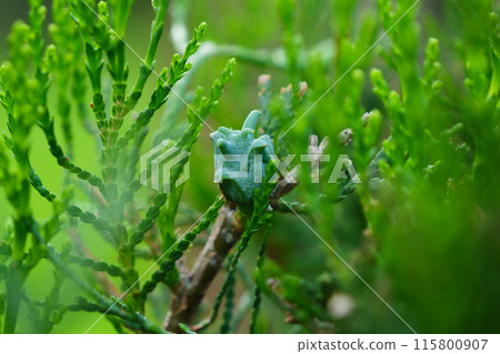 Close-up shot of a thuja cone in green foliage on a spring morning 115800907