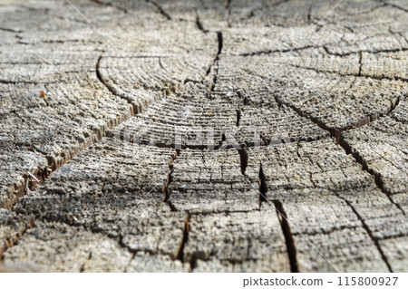 A close-up view of weathered log texture 115800927