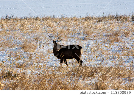 Ezoshika on the Noshi peninsula 115800989