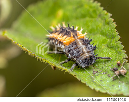 Ladybug larva on green leaf Ladybug larva on green leaf 115801018