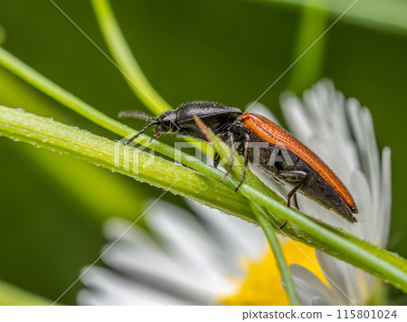 Click beetle on a flower stem 115801024