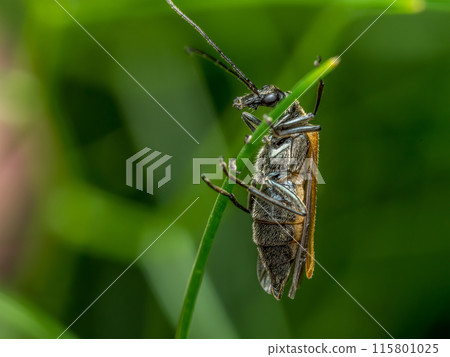 Click beetle on a plant 115801025