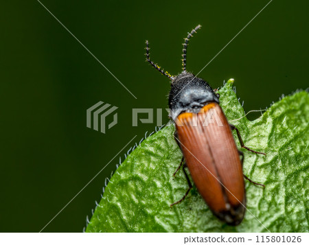 Click beetle on a flower leaf 115801026