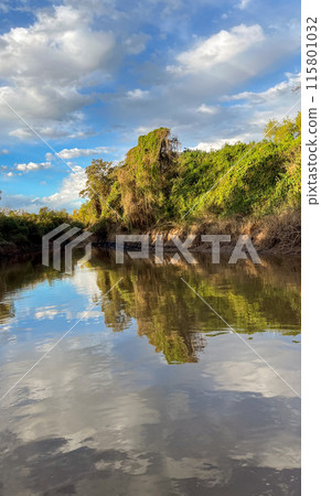 Summer afternoon sailing on the river. Lush vegetation. Coastal landscape 115801032
