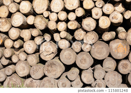Pile of wood logs, closeup of clean cut of chopped firewood logs. Natural wooden background Pile of wood logs, closeup of clean cut of chopped firewood logs. Natural wooden background 115801248