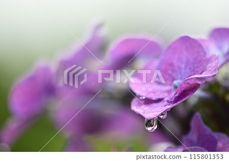 Pink hydrangea close-up 115801353