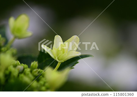 White hydrangea close-up White hydrangea close-up 115801360