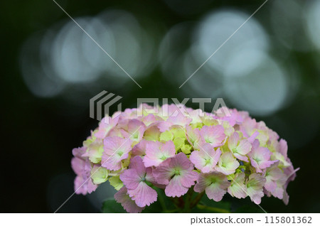 粉紅色繡球花特寫 115801362
