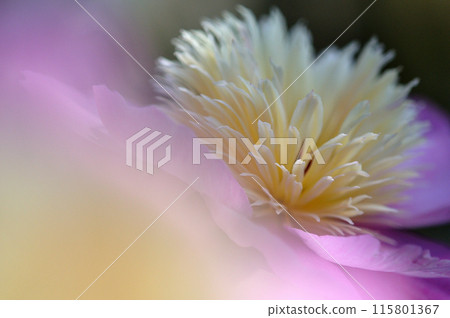 Peony flowers shining in the morning sun 115801367