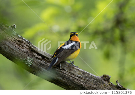 雄性 Ficedula 棲息在樹枝上 雄性 Ficedula 棲息在樹枝上 115801376
