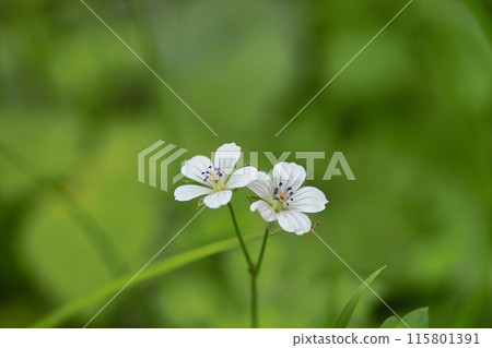 Gennoshoko 1 115801391