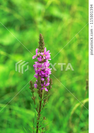 Ezomisohagi 115801394