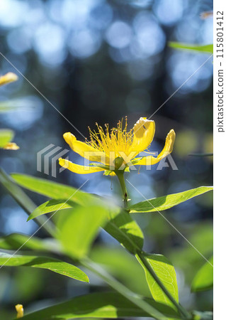 Tomoe-sou 1 115801412