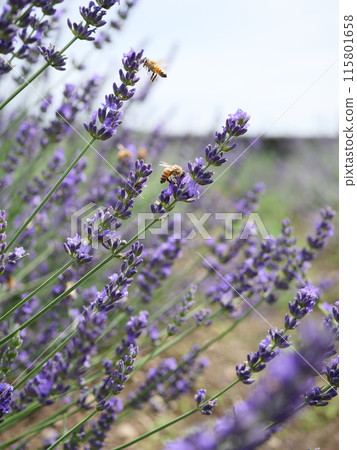 蜜蜂和薰衣草 蜜蜂和薰衣草 115801658