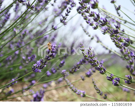蜜蜂和薰衣草 蜜蜂和薰衣草 115801659