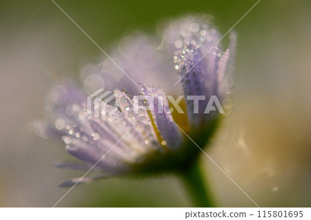 閃耀著晨露的粳花特寫 115801695