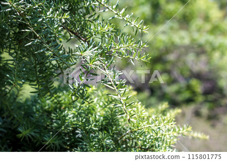 Podocarpus totara (Podocarpus family) native to New Zealand Podocarpus totara (Podocarpus family) native to New Zealand 115801775