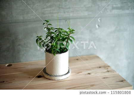 Peperomia in a white pot 115801808