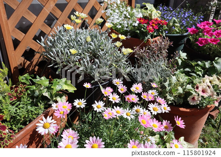 Spring and summer flowers in a flower pot 115801924