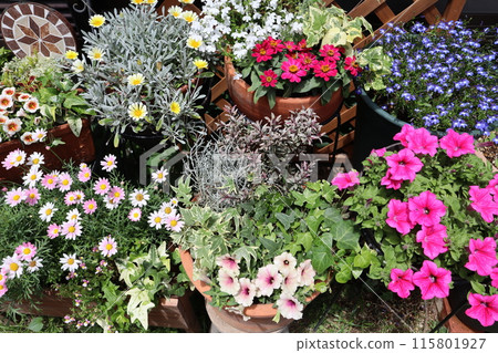 春夏花卉，花盆在一起 115801927