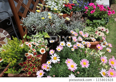 Flower garden 115801928