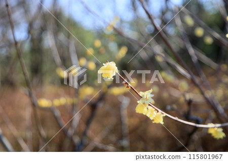 flower of wintersweet flower of wintersweet 115801967