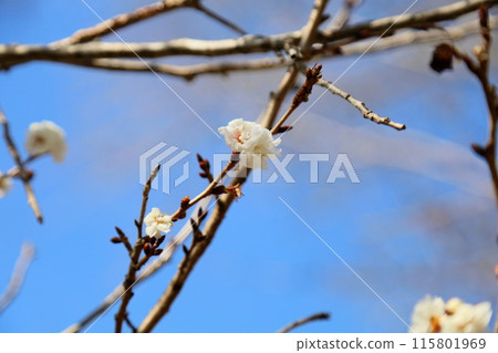 Kobuzakura Flower Kobuzakura Flower 115801969