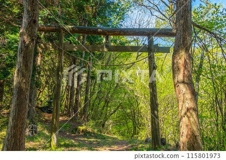 A view of the hiking trail leading to Mount Toyouke, where Toyouke Shrine is enshrined (Tominaga Town, Shikoku Chuo City, Ehime Prefecture) *Please indicate the location of the photo in the comments section of the work. 115801973