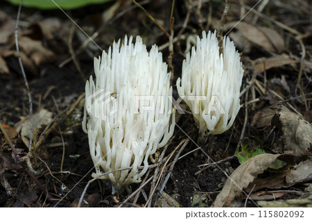 White-spotted mushroom, Sapporo city 115802092