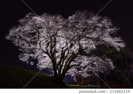 Spring in Yorii Town, Saitama Prefecture: Illumination of Ujikuni Sakura at Hachigata Castle Park Spring in Yorii Town, Saitama Prefecture: Illumination of Ujikuni Sakura at Hachigata Castle Park 115802214