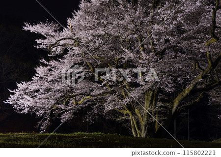 Spring in Yorii Town, Saitama Prefecture: Illumination of Ujikuni Sakura at Hachigata Castle Park 115802221