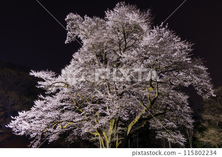 埼玉縣寄居町的春天，八方城公園的宇治國櫻花在夜間燈火通明 115802234