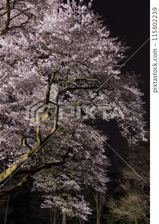 埼玉縣寄居町的春天，八方城公園的宇治國櫻花在夜間燈火通明 115802239