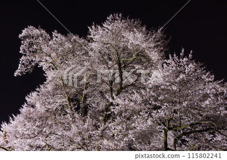 埼玉縣寄居町的春天，八方城公園的宇治國櫻花在夜間燈火通明 115802241