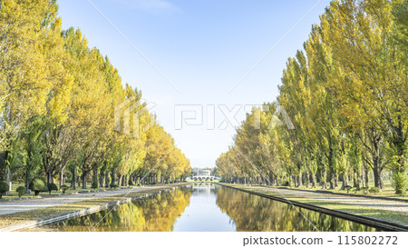 Poplar trees and canals 16:9 Maeda Forest Park Sapporo City Poplar trees and canals 16:9 Maeda Forest Park Sapporo City 115802272