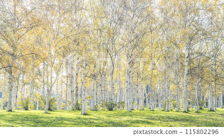 Autumn birch forest 16:9 Maeda Forest Park Sapporo city 115802296