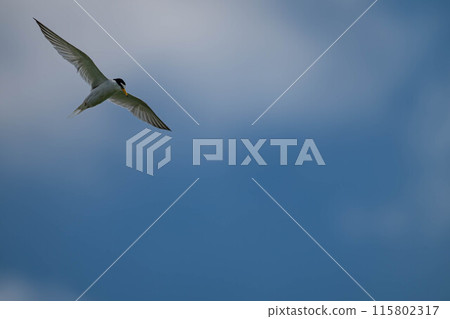 A little tern flying in the sky 115802317