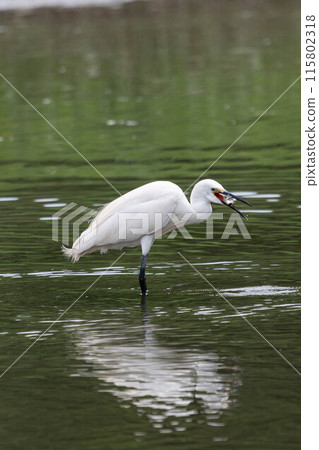 White Egret eating 115802318