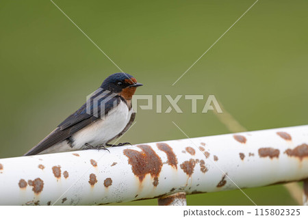 swallow 115802325