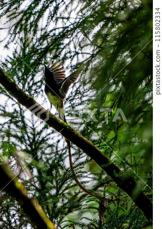Paradise Flycatchers Flying Through the Forest Paradise Flycatchers Flying Through the Forest 115802334
