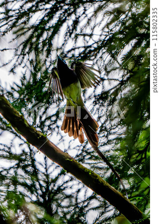 Parakeet Parakeet 115802335