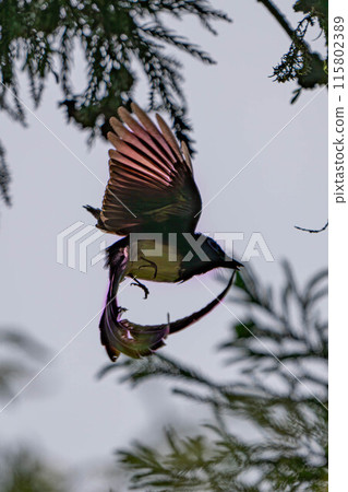Long-tailed Paradise Flycatcher 115802389
